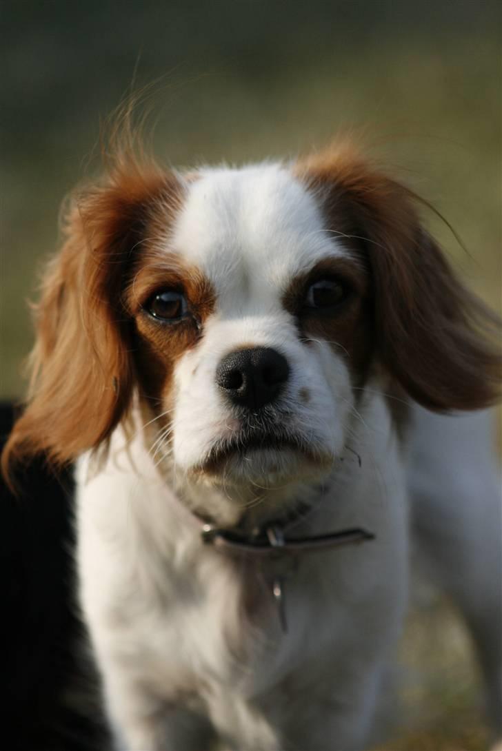 Cavalier king charles spaniel Pepsi - Pepsi 19 mdr billede 12