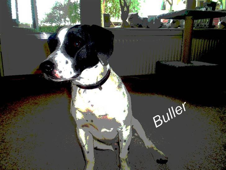 Blanding af racer Buller R.I.P billede 8