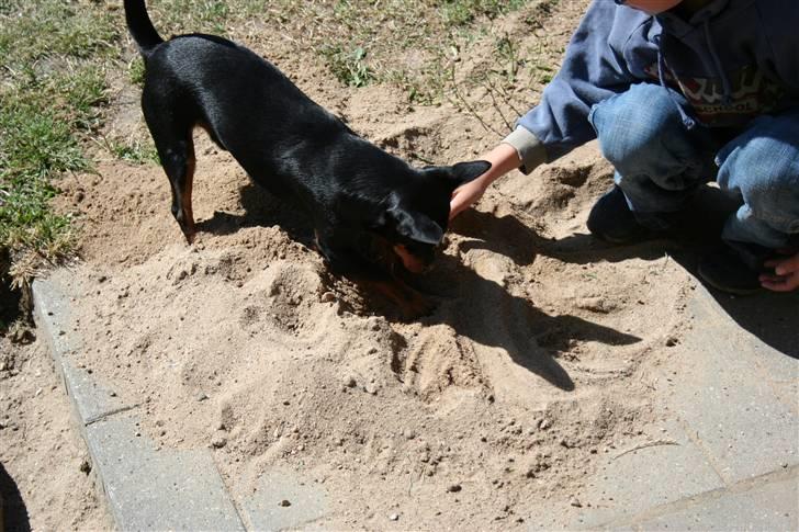 Dvaergpinscher Maxi - Såå.. la´ nu en prof komme til.. .. jeg ved hvordan man graver :-D billede 11