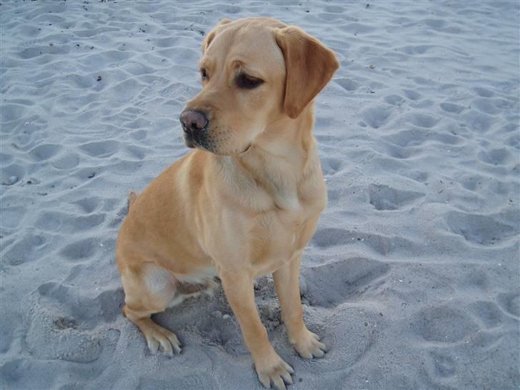 Labrador retriever Enzo billede 1