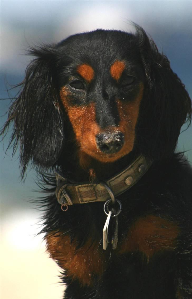 Dværggravhund Munthe billede 12