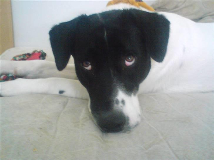 Blanding af racer Anton - Anton er god til at fedte :) billede 5