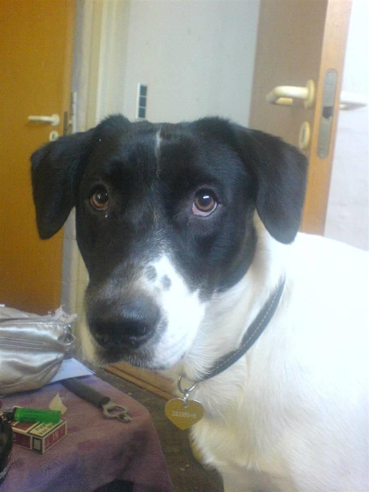 Blanding af racer Anton - Er han ikke smuk? :) billede 3