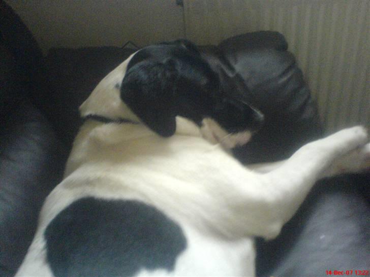 Blanding af racer Anton - En bette middagslur ;-) billede 4