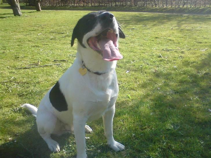 Blanding af racer Anton - En tur i parken - sommeren 2008 :) billede 2