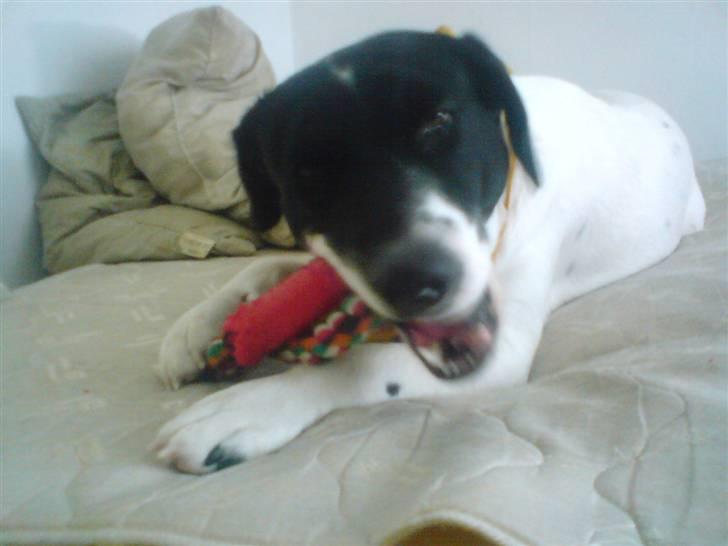 Blanding af racer Anton - Anton med hans yndlings legetøj :) billede 6