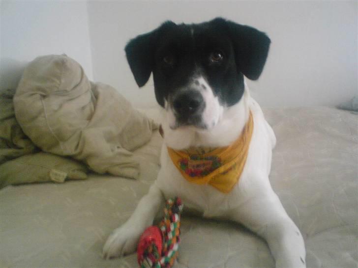 Blanding af racer Anton - Er han ikke kær? ;-) billede 7