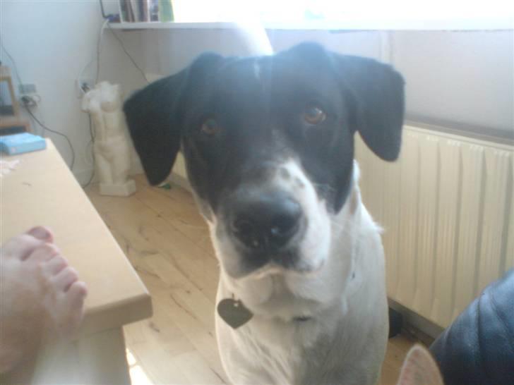 Blanding af racer Anton - Verdens mest perfeket hund. :) billede 8