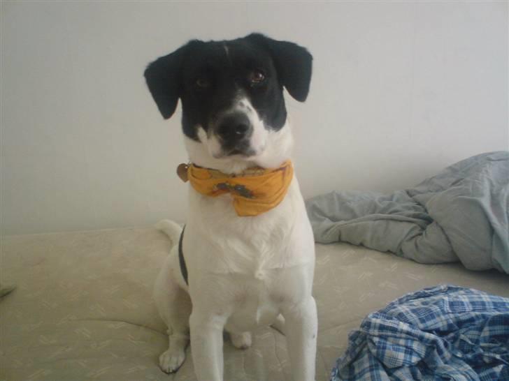 Blanding af racer Anton - En rigtig scoretrold ;-) billede 1