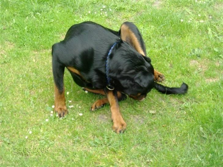 Rottweiler Mille <3 R.I.P <3 billede 10