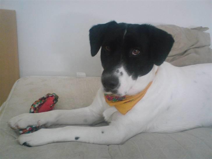 Blanding af racer Anton - Mors guldklump :) billede 9