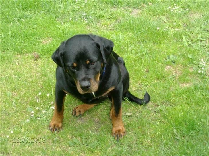 Rottweiler Mille <3 R.I.P <3 billede 11