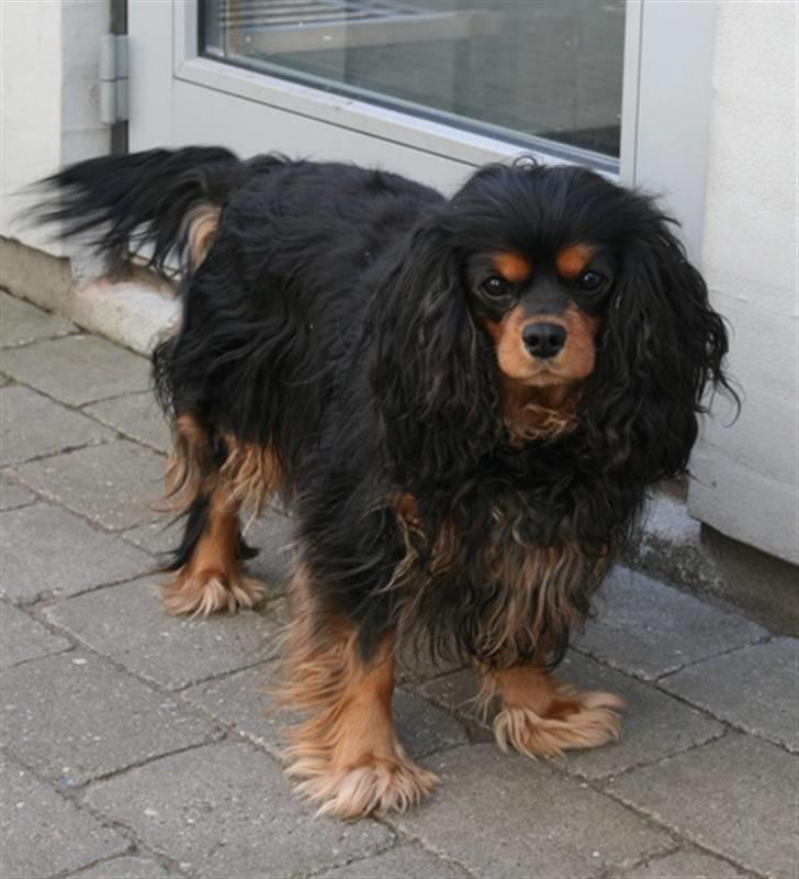 Cavalier king charles spaniel Zoya billede 1