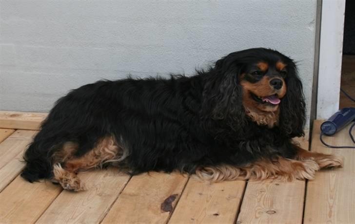 Cavalier king charles spaniel Zoya billede 3