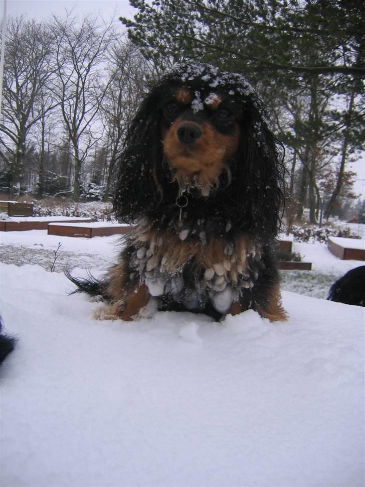 Cavalier king charles spaniel Zoya billede 4