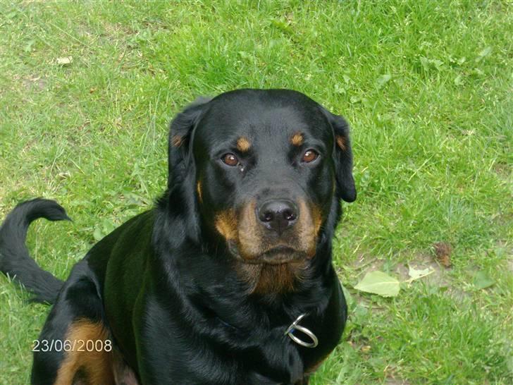 Rottweiler Mille <3 R.I.P <3 billede 12