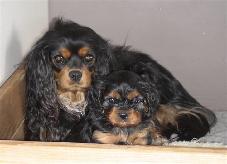 Cavalier king charles spaniel Zoya billede 5