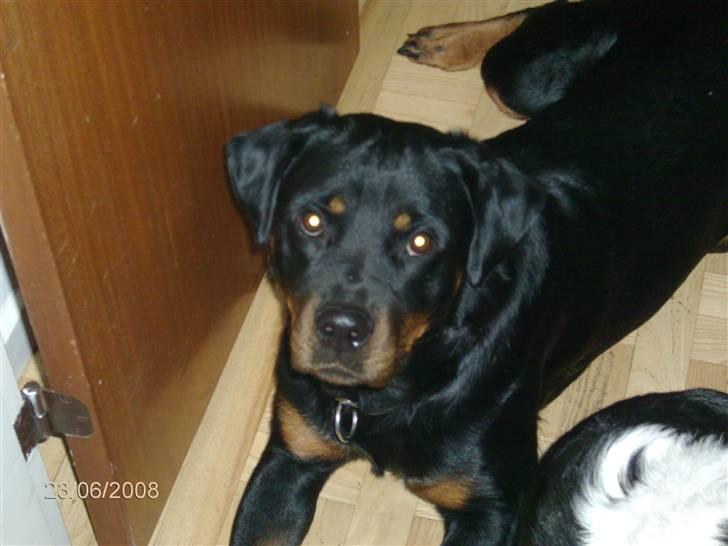 Rottweiler Mille <3 R.I.P <3 billede 13