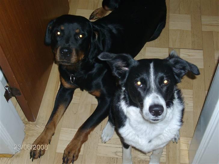 Rottweiler Mille <3 R.I.P <3 billede 14