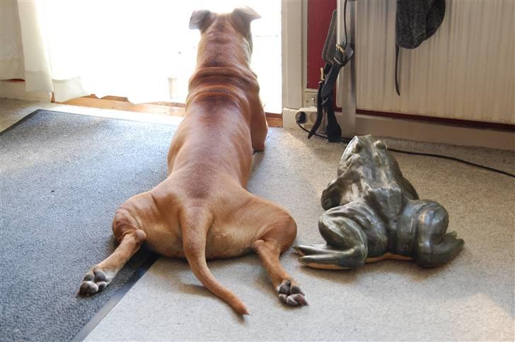 Amerikansk staffordshire terrier Zenta - Zenta elsker og ligge i Frøstilling billede 14