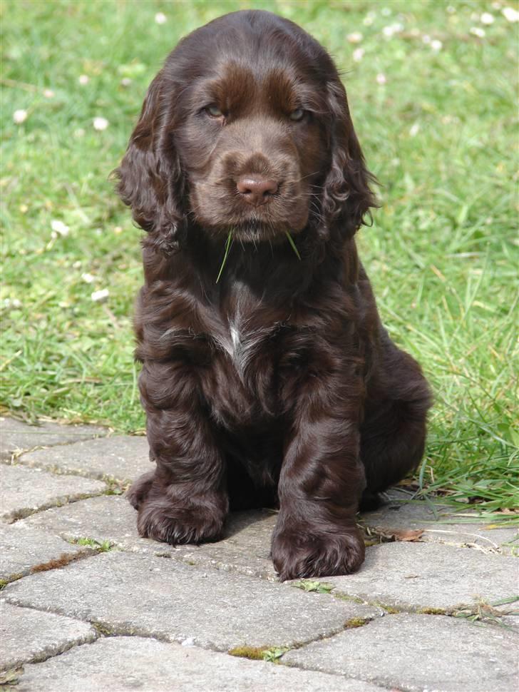 Cocker spaniel Choko billede 20