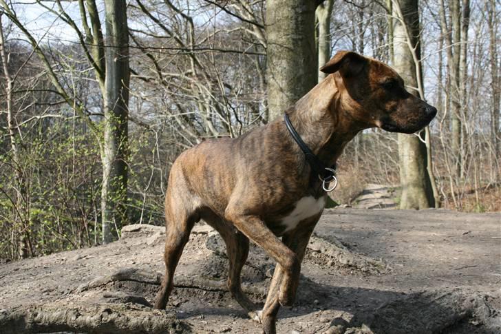 Blanding af racer Chili - En lørdag i Lellingeskoven. billede 9