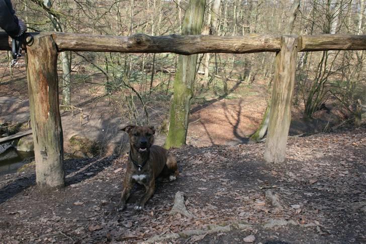 Blanding af racer Chili - Lellingskoven. billede 10