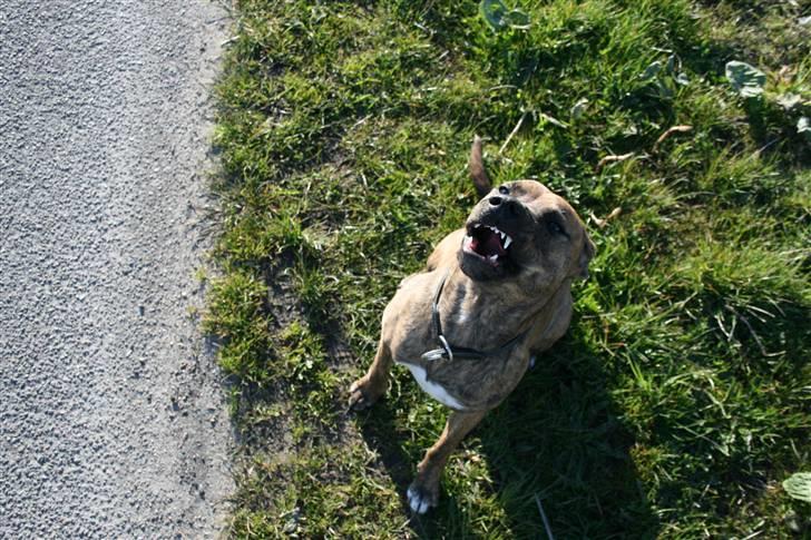 Blanding af racer Chili - Grrrrrr billede 12