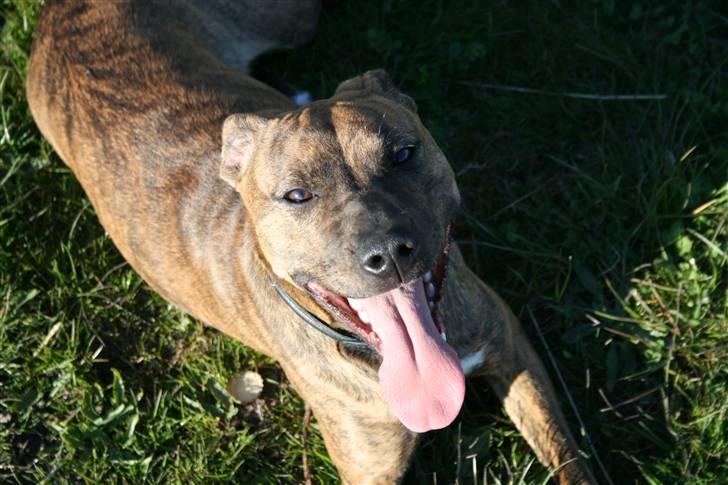 Blanding af racer Chili - Sommervarmen er lidt hård. billede 14