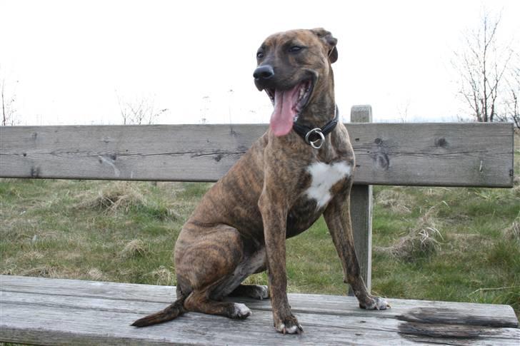 Blanding af racer Chili - Bænkevarmer billede 15