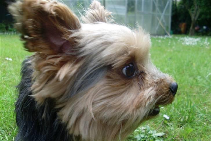 Blanding af racer Boby - Blob er suur ! Balder ireterre haam !! x) billede 18