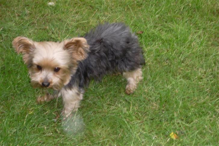 Blanding af racer Boby - Jeg er kæær <3 :D billede 19