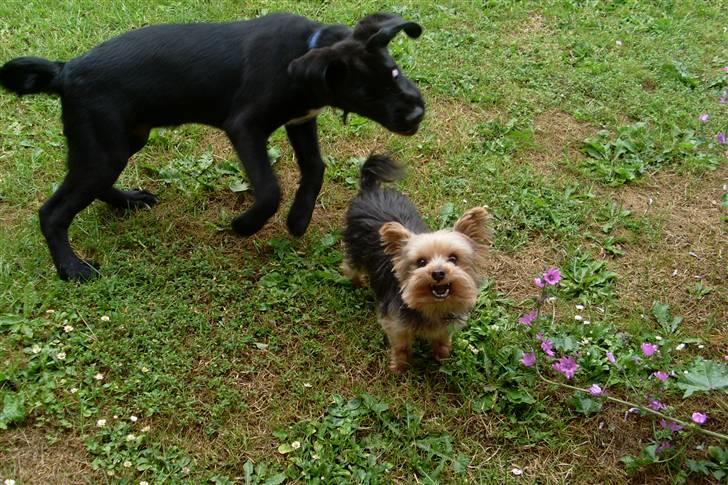 Blanding af racer Boby - Ahh ! Blader irretere Miig ! x) billede 20