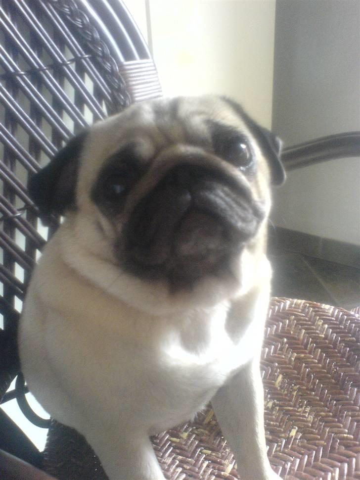 Mops kiss me R.I.P 27/7-2010 - lille kisser <3 miin piih billede 14