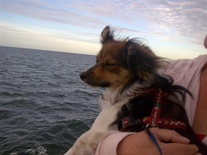 Papillon Blanding ¤¤Mons<3¤¤ - ~ På vej hjem fra Lolland. Du var ikke særlig vil med det. :d billede 7