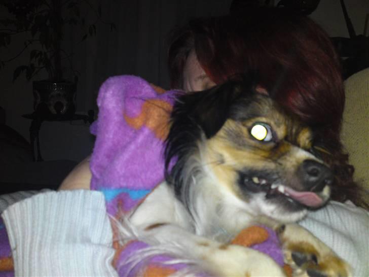 Papillon Blanding ¤¤Mons<3¤¤ -  Dræber Mons! ahhh;b billede 8