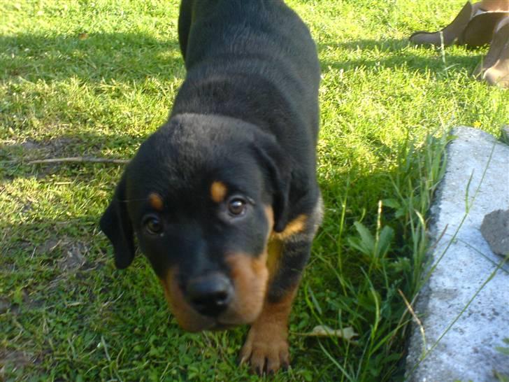 Rottweiler Kenja billede 15