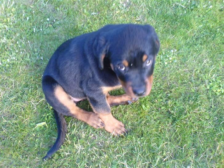 Rottweiler Kenja billede 16