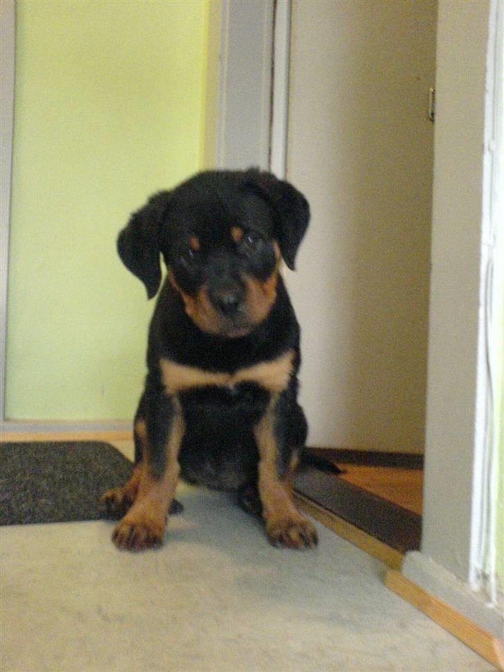 Rottweiler Kenja billede 17