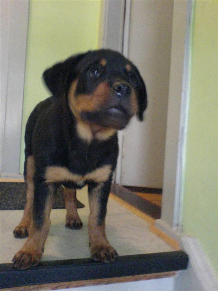 Rottweiler Kenja billede 18