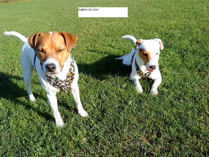 Jack russell terrier lille lindholds Laban - laban med sin bror unkas :D billede 3