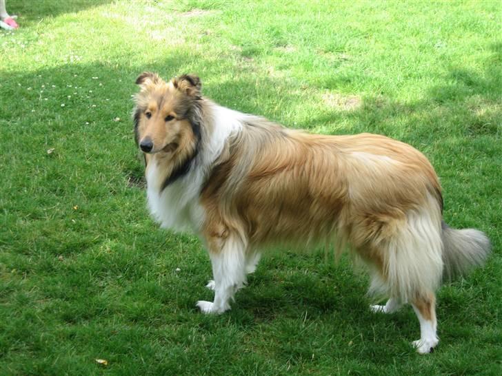 Collie langhåret Zenta - mors smukke pige  billede 1