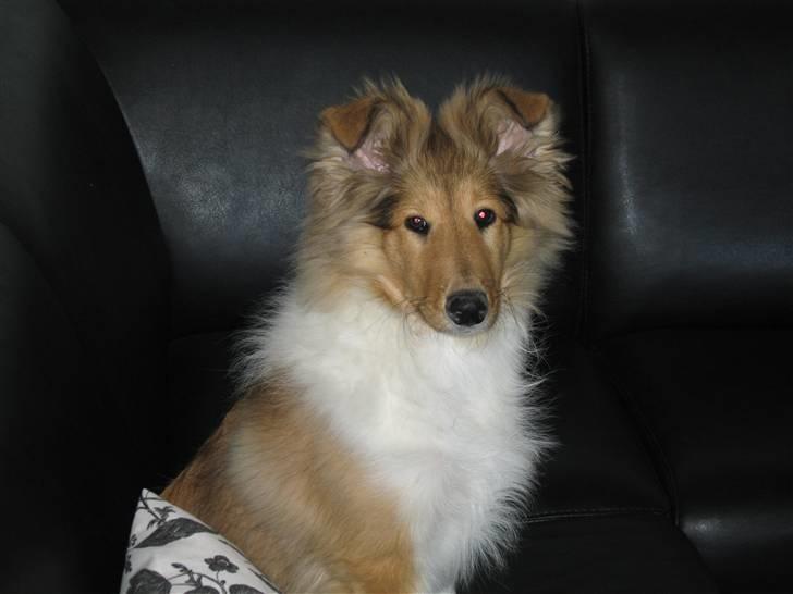 Collie langhåret Zenta billede 2