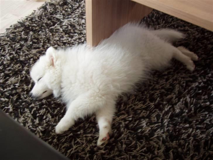 Japansk spids Dut - Snork billede 6