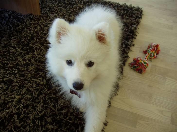 Japansk spids Dut billede 7