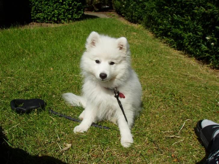 Japansk spids Dut - I haven billede 8