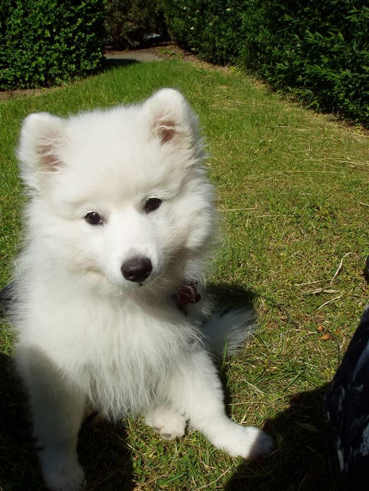 Japansk spids Dut billede 9