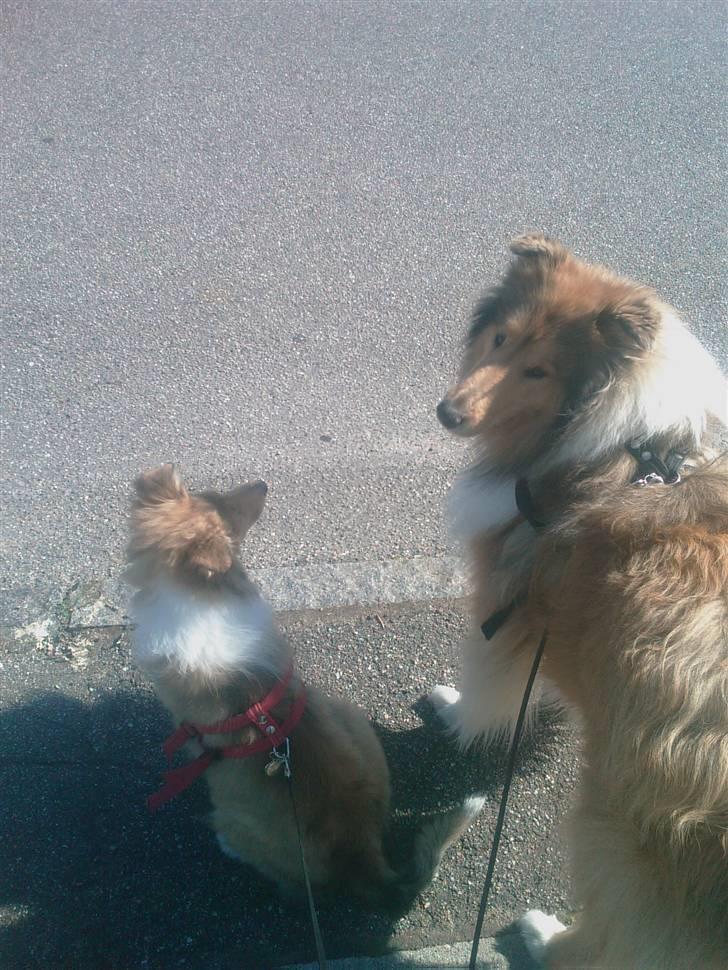 Collie langhåret Zenta billede 3