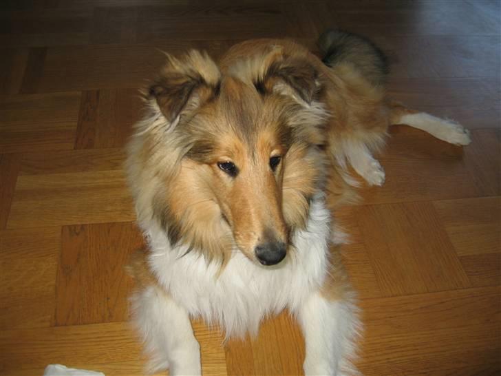 Collie langhåret Zenta billede 4