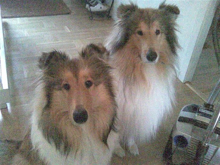 Collie langhåret Zenta billede 5